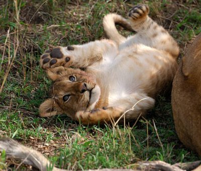 Lion (Panthera leo) cub plafully lying on is back next to the carcass of a recently killed wildebeest. Best gorilla trekking safari packages