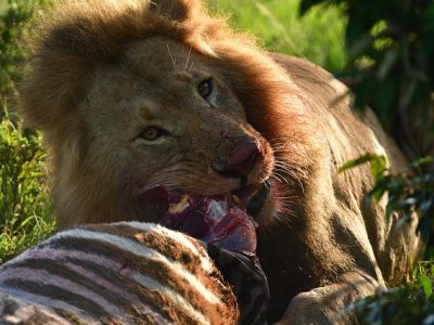 lion feasting lion feasting