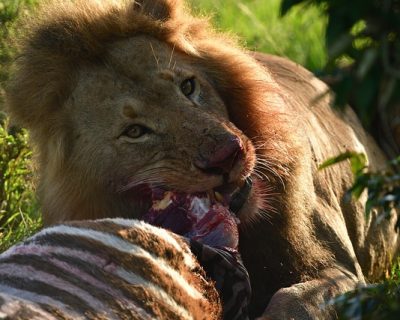 lion feasting