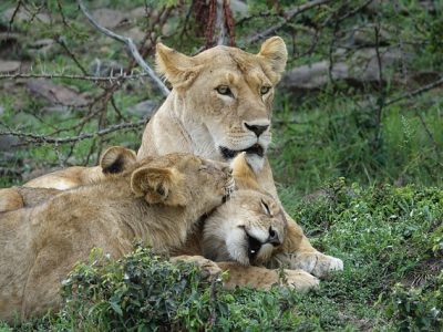 Lions on Africa's big 5 safari in Akagera national park, Rwanda