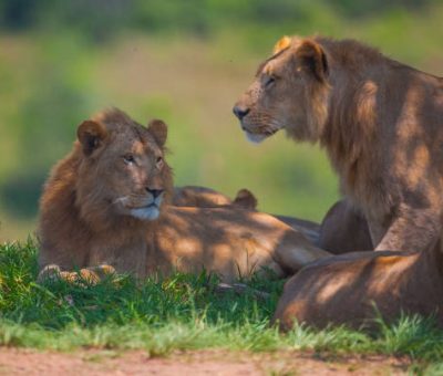 Lions are walking in the crowded groups in Africa Lions are walking in the crowded groups in Africa