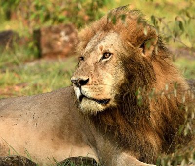 Wildlife game drives along gorilla trekking safari from Singapore