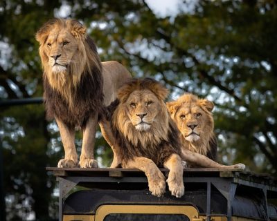 lions & Africa’s big 5 lions & Africa's big 5