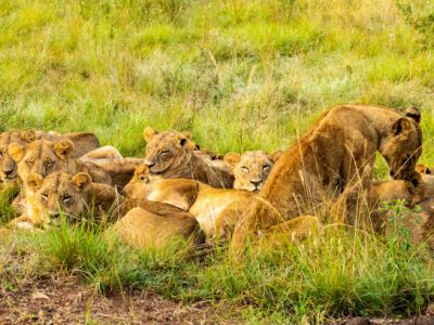 A pride of 10 Lions warming themselves in the early morning hours.