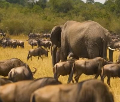 masai mara..1.