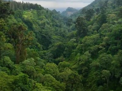 Canopy walks views of Nyungwe forest on Rwanda Gorilla trekking & wild safari