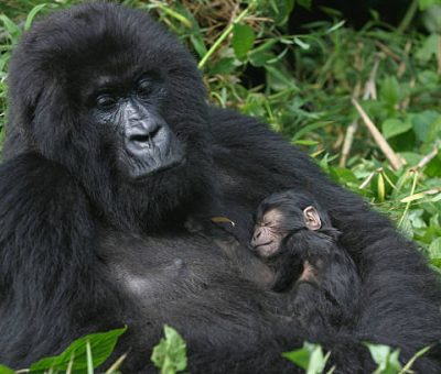 mountain gorilla, mother holding her three day old sun in her arm, Virunga mountains, Rwanda gorilla families