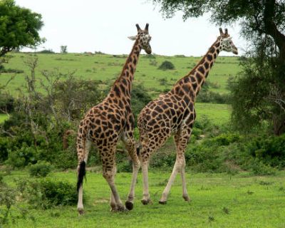 Gorilla tracking in Rwanda