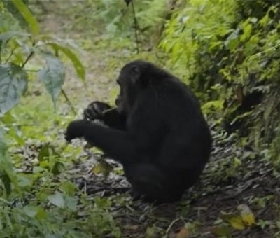 nyungwechimps