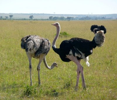 Ostriches Ostriches