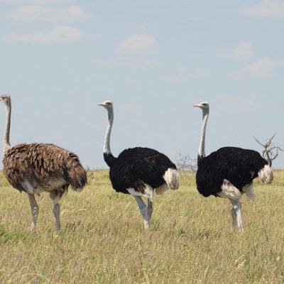 ostrich