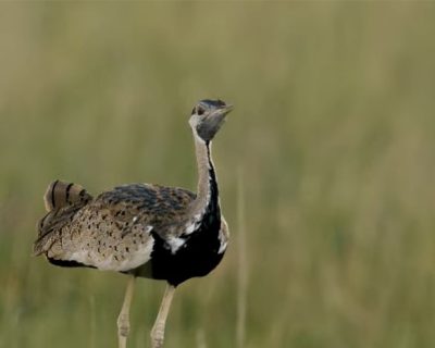 ostrich