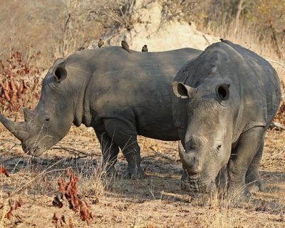 rhino- tracking rhino- tracking