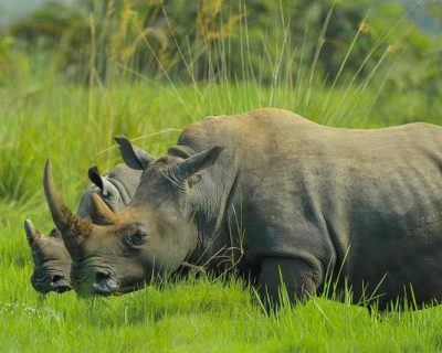rhinos