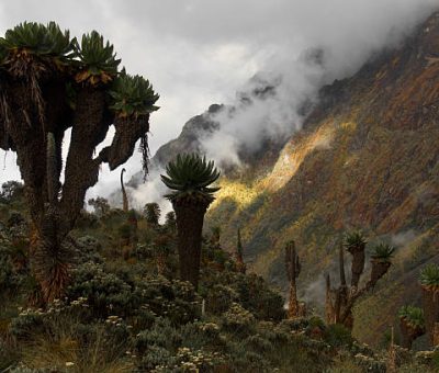 Rwenzori Mountains National Park, Uganda (June 2016). Rwenzori Mountains National Park, Uganda