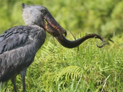 shoebill Shoebills & birding Uganda safari