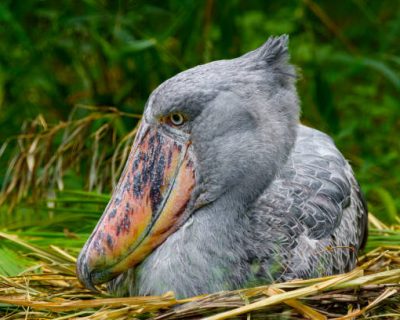 shoebill nest Close-up of shoebill on the nest in a swamp. Shoebills has previously been classified with the storks in the order Ciconiiformes, but genetic evidence places it with pelicans and herons in the Pelecaniformes.