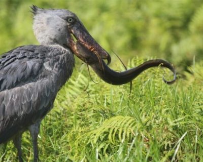 shoebill