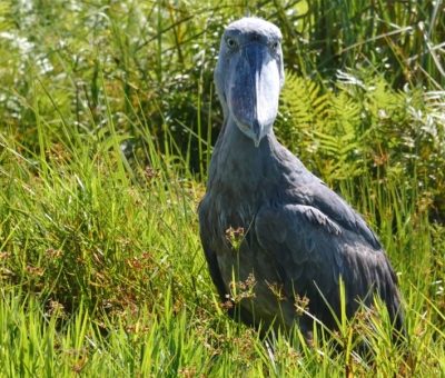 shoebill storks shoebill storks