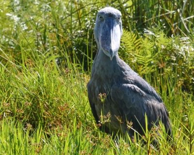 shoebill003