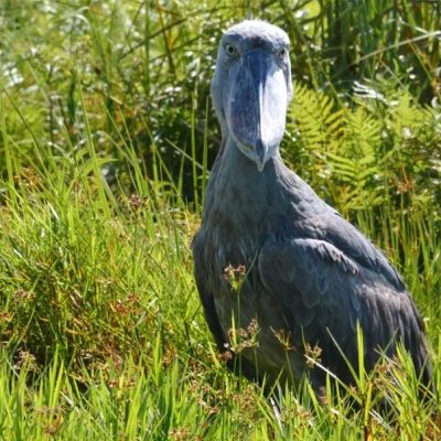 shoebill