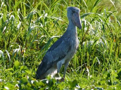 shoebill1