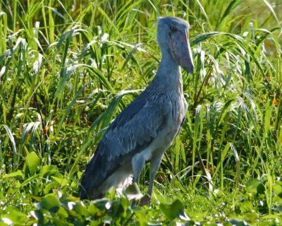 shoebill stork Shoebills & birding Uganda safari