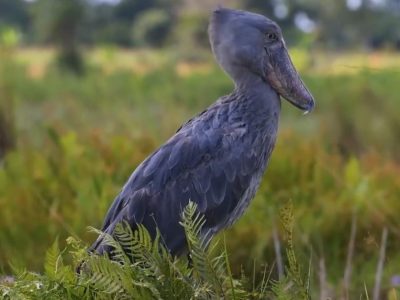 shoebills shoebills
