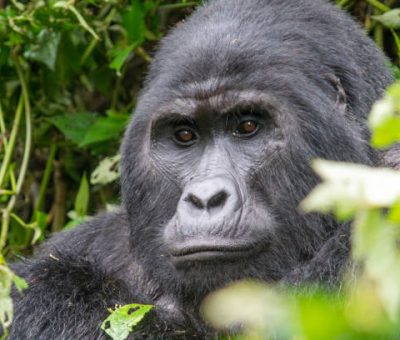 Mountain gorilla deep in the Ugandan jungle - Bwindi Impenetrable Forest National Park. Portrait