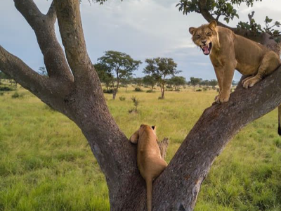 tree climb lions