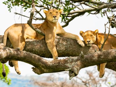 Lions (Panthera leo) in Serengeti National Park, Tanzania, Africa