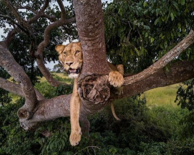 tree lion