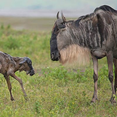 Image taken in February during a Safari in the  Ngorongoro Conservation Area in Tanzania.