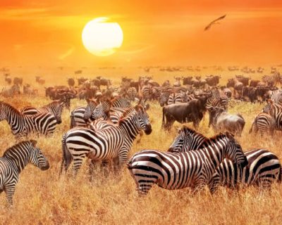 wildebeest migration.. Great wildebeest migration | Travitude Safari Tours