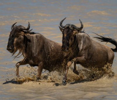 Two blue wildebeest gallop through muddy lake Great wildebeest migration | Travitude Safari Tours