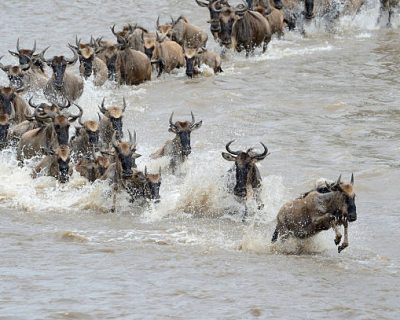 Wildebeest crossing the Mara river