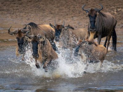 Five blue wildebeest galloping through shallow river Serengeti wildebeest migration