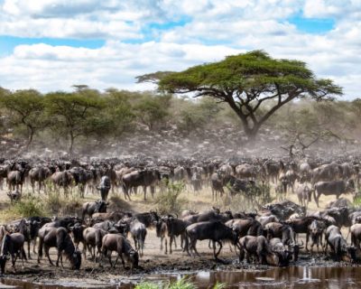 wildebeests. Each year, almost two million wildebeest migrate from Tanzania's Serengeti to the south of Kenya's Masai Mara in search of lush grazing grounds and life-giving water. This treacherous odessey is dictated by the seasons and where the rains are, the wildebeest are not far behind. This epic journey from north to south spans almost 3000 kilometres and is virtually endless. Wildebeest have no designated leaders and therefore the grazers often spilt up and travel in different directions. When these animals have to cross a river, they feel stressed and nervous because the crocodiles; often many wildebeest drown after being attacked by them.