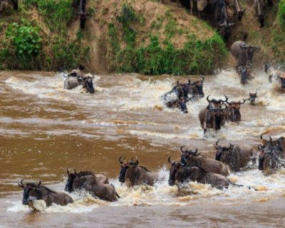 wildebeests, Serengeti wildebeest migration