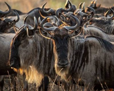 A scenic view of an open field full of wildebeests seen in an African safari