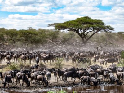 Each year, almost two million wildebeest migrate from Tanzania’s Serengeti to the south of Kenya’s Masai Mara in search of lush grazing grounds and life-giving water. This treacherous odessey is dictated by the seasons and where the rains are, the wildebeest are not far behind. This epic journey from north to south spans almost 3000 kilometres and is virtually endless. Wildebeest have no designated leaders and therefore the grazers often spilt up and travel in different directions. When these animals have to cross a river, they feel stressed and nervous because the crocodiles; often many wildebeest drown after being attacked by them. Queen Elizabeth safari park