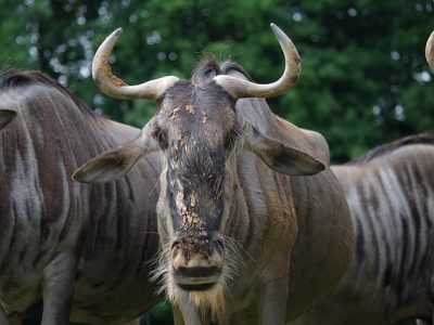 wildebeests wildebeests