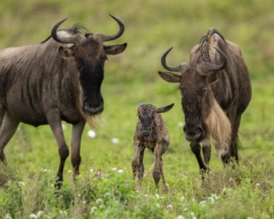 wildebeests birth season Wildebeest part of the great migration roam the plains of Tanzania during the birthing season
