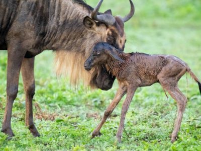 Wildebeest mother and newborn calf. Ndutu region of Ngorongoro Conservation Area, Tanzania, Africa 5 days safari itineraries