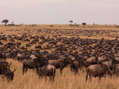 Multitude of wildebeest in grassland savannah of Masai Mara, Kenya, East Africa Multitude of wildebeest in grassland savannah of Masai Mara, Kenya, East Africa