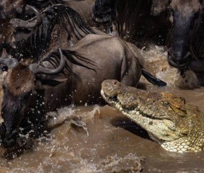 wildebeest migration Croc hunting wildebeest in Africa