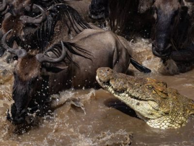 Crocodile hunting wildebeest in Africa