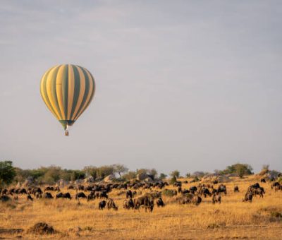 Balloon flies over grazing blue wildebeest herd