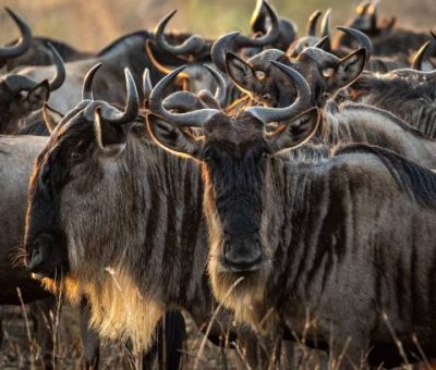 A scenic view of an open field full of wildebeests seen in an African safari