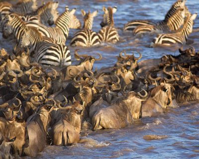wildebeests & zebras Serengeti wildebeest migration